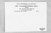 Coleosporium asterum image